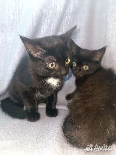 Черный котенок