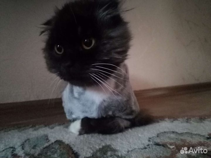 Вислоухий шотландец в добрые руки