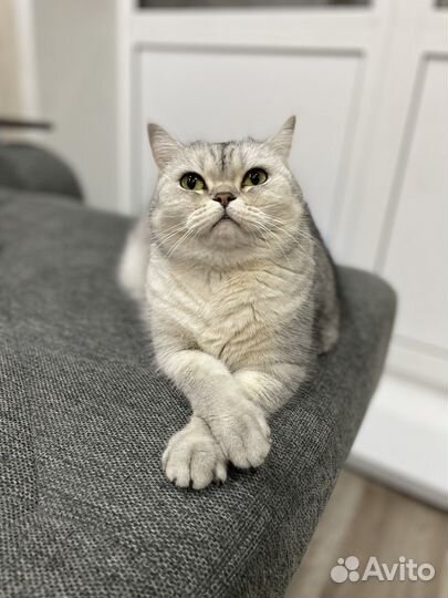 Кастрация котов, кобелей, собак на дому