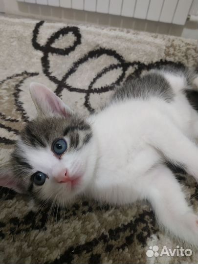 Котята в дар бесплатно