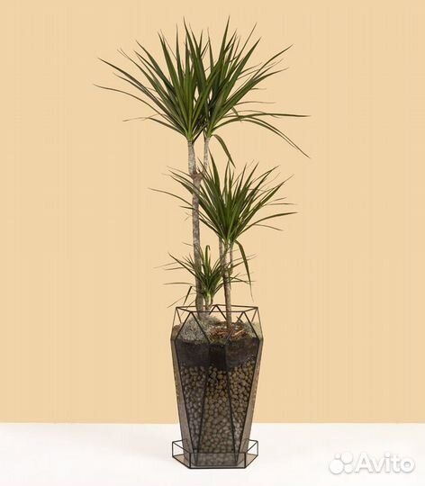 Драцена в кашпо флорариум