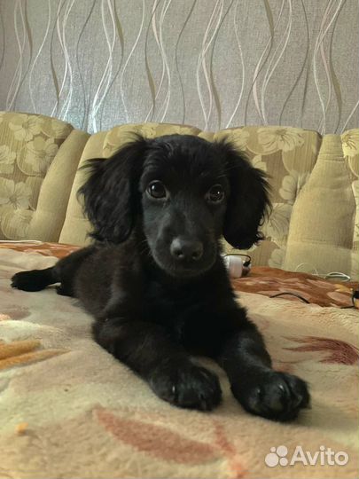 Кокер спаниель