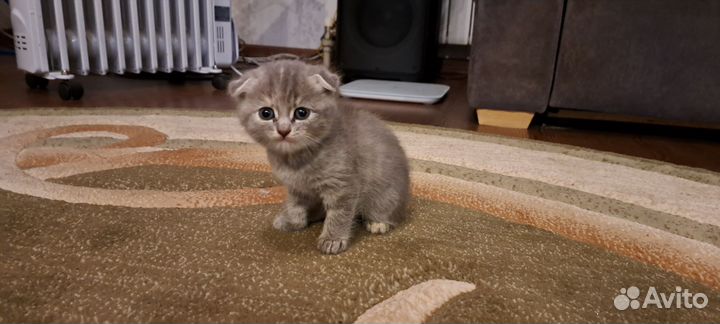 Британские котята