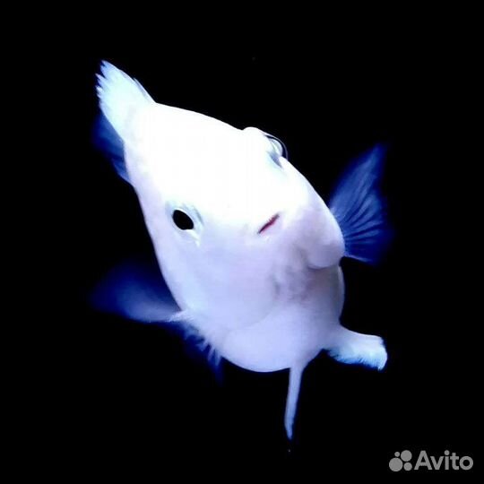 Платиновый попугай