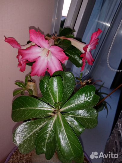 Адениум обесум