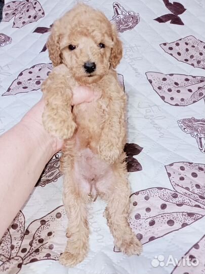 Той-пуделек девочка