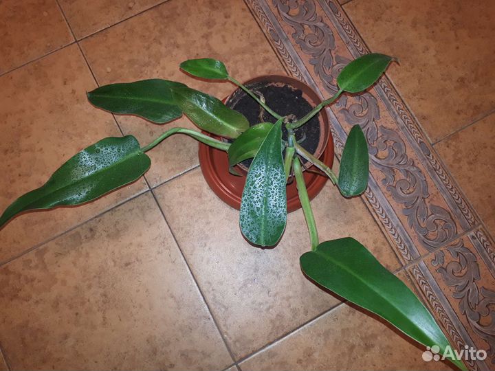 Филадендрон краснеющий