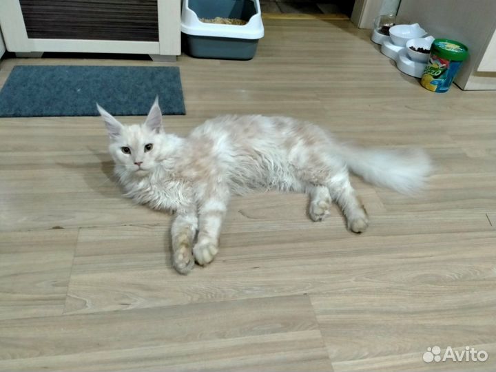 Кот мейн-кун