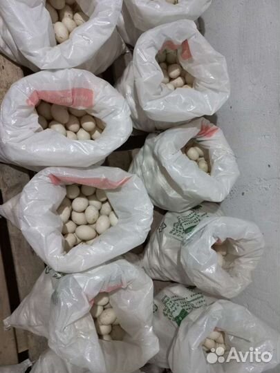 Утиные яйца