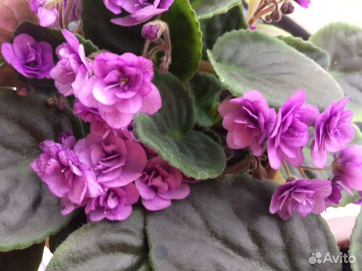 Фиалка Поль Баньян (детки) 7 штук