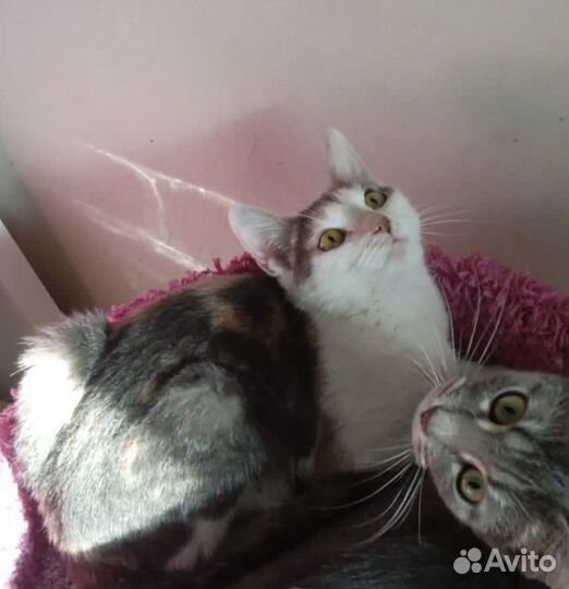 Трёхцветная нежная кошка Лапуля 11 мес. в дар