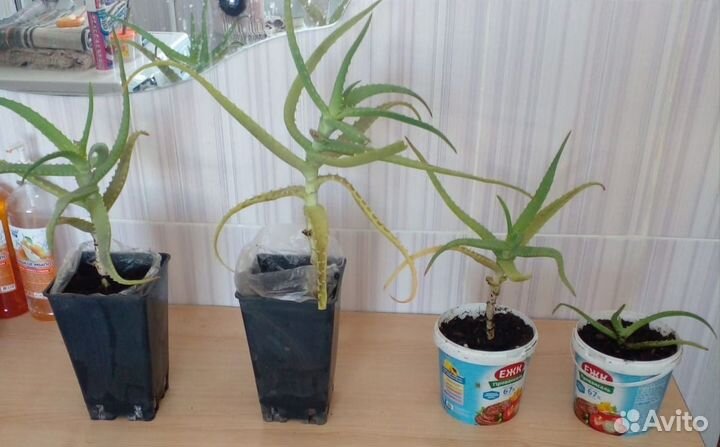 Алоэ лечебный