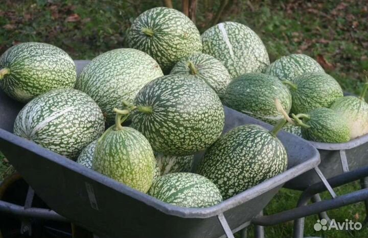 Тыква Арбуз семена