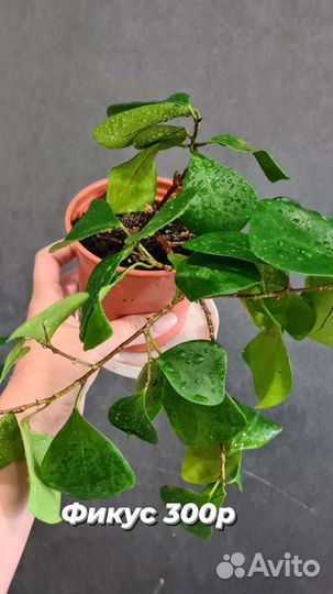 Фикус Тринова