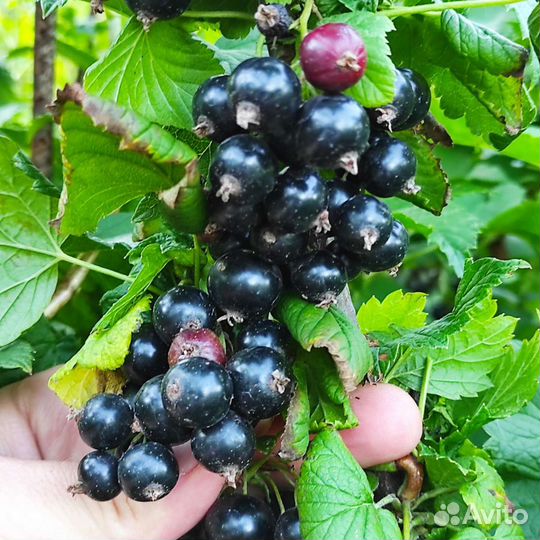 Смородина саженцы