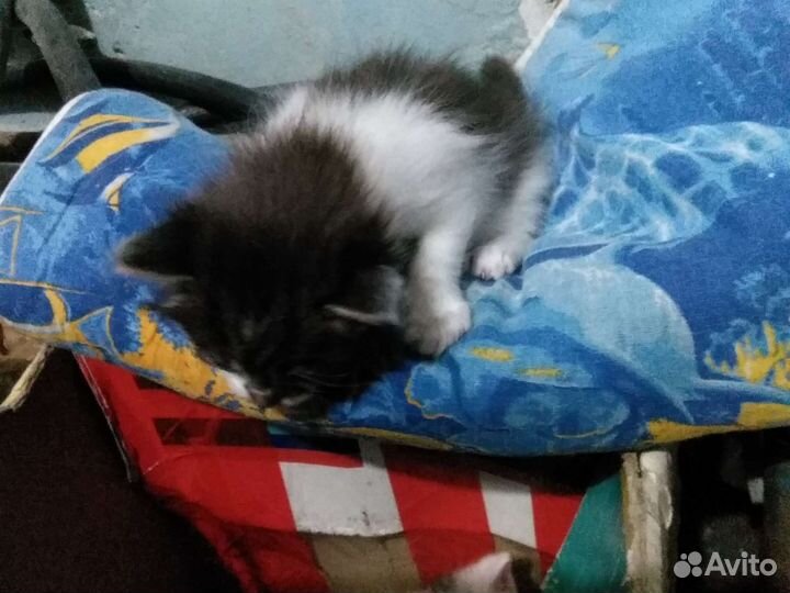 Котята в добрые руки дарим пишите ответим