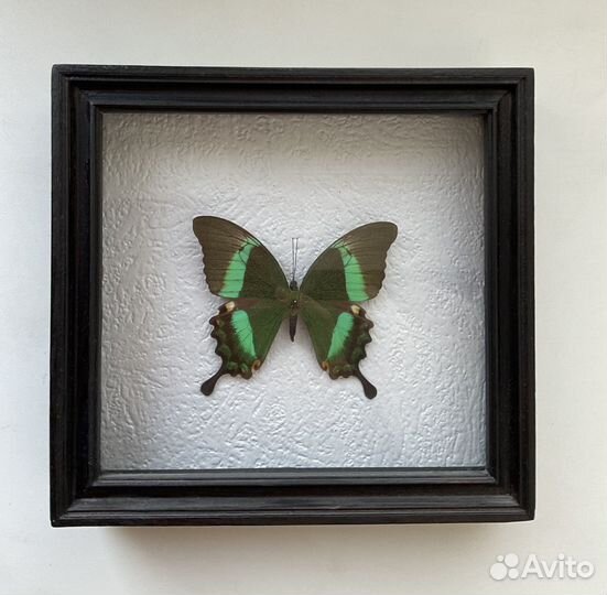 Бабочка в рамке Papilio palinurus