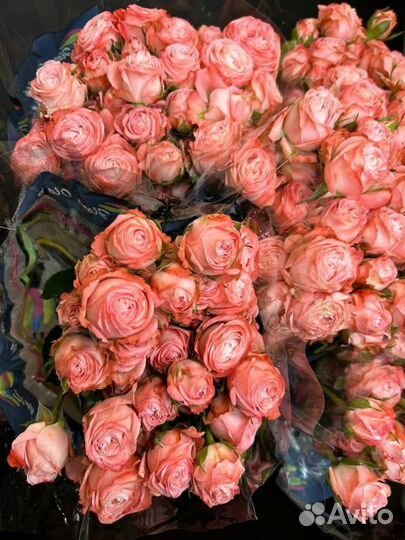 Роза кустовая Оптом и в розницу