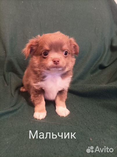 Щенки чихуахуа