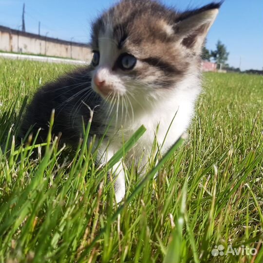Маленький котенок