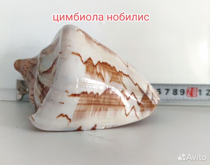 Ракушка морская большая