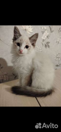 Шёлковый мальчишка