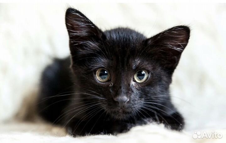 Кошечка в добрые руки