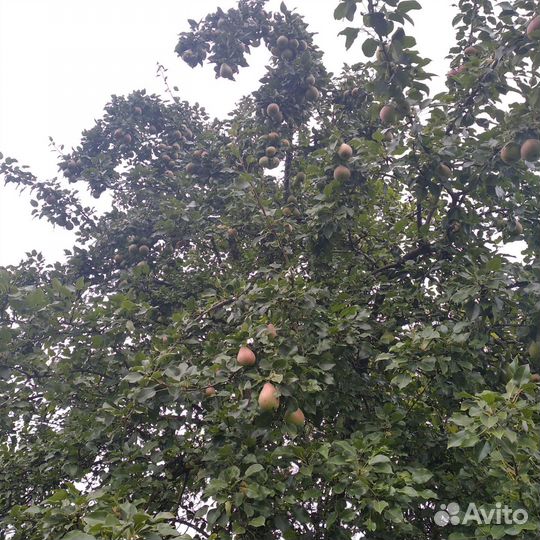 Груши и яблоки с лпх. Самовывоз