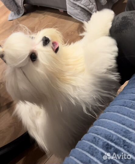 Мальтезе вязка