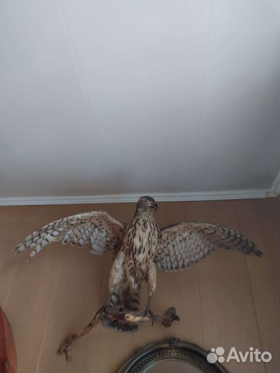 Чучело ястреба