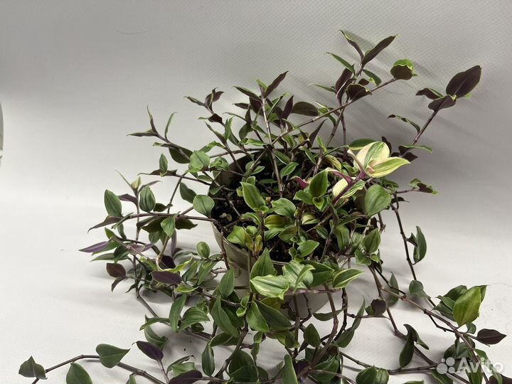 Традесканция драцена мирт фиалка