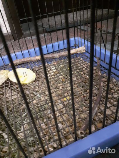 Клетка длч дегу или шиншилл