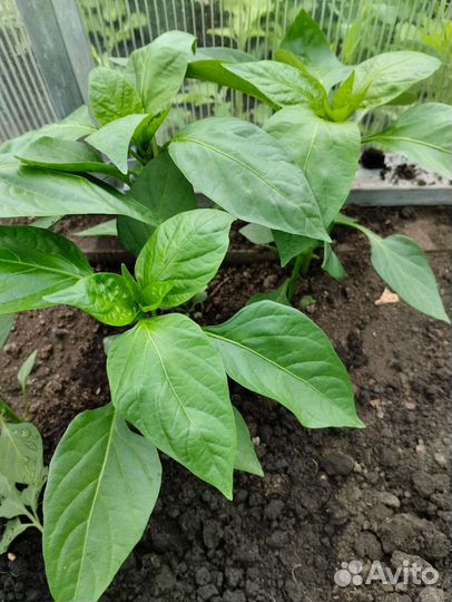 Рассада помидор и перцев