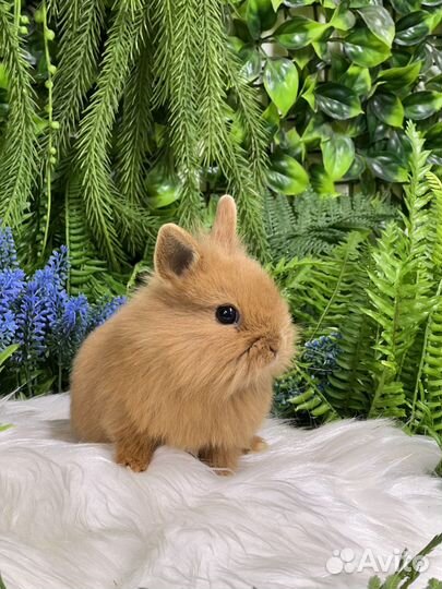 Ручные кролики карликовые