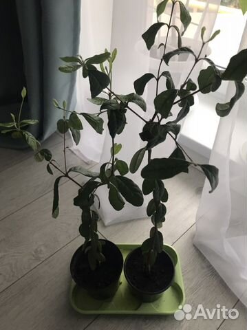 Саженцы фейхоа