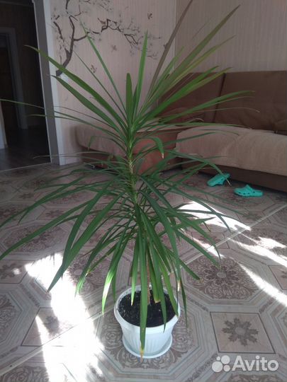 Хамедориус и Драцена