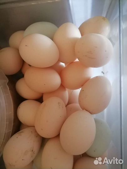 Домашние куриные яйца