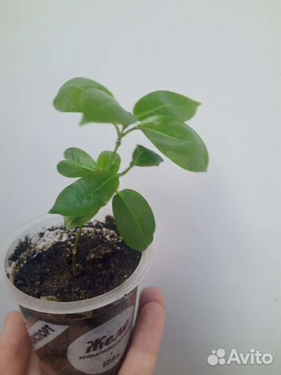 Диплодения