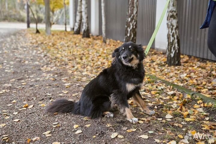 Милая Дара в добрые руки