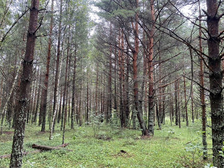 Участок 1,4 га (СНТ, ДНП)