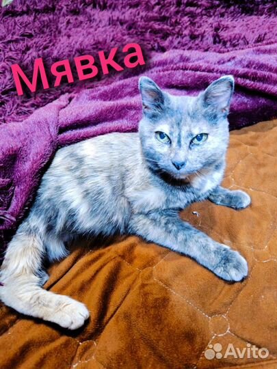 Кошка в дар бесплатно