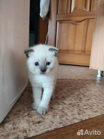 Кот на вязку