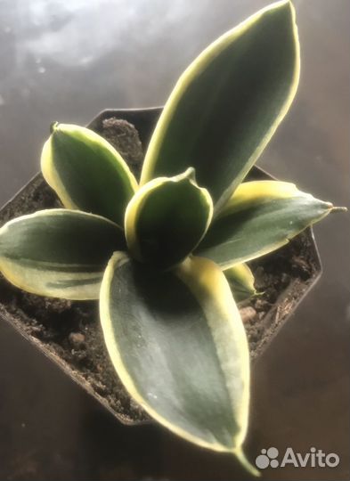 Сансевиерия Крео