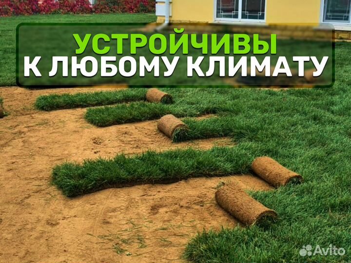 Рулонный газон. От производителя