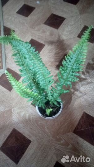 Комнатные цветы