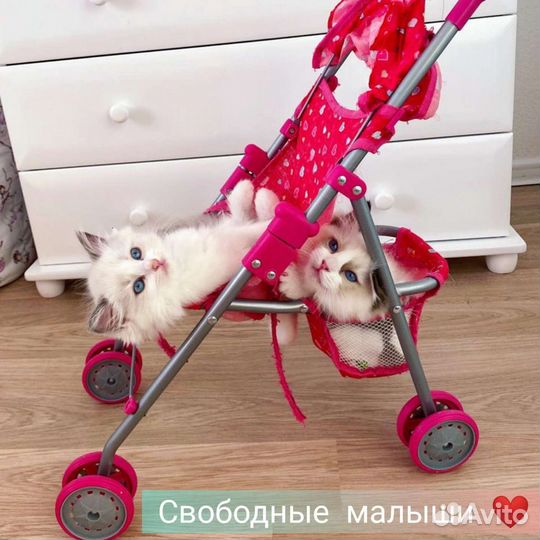 Рэгдолл с документами, ручные ласкушки