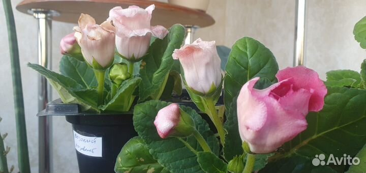 Глоксиния махровая-розовая и фиолетовая