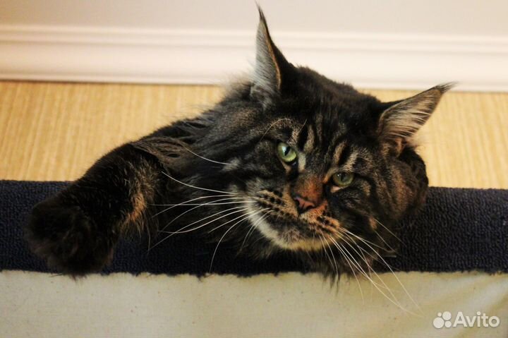 Мейн-кун (вязка)