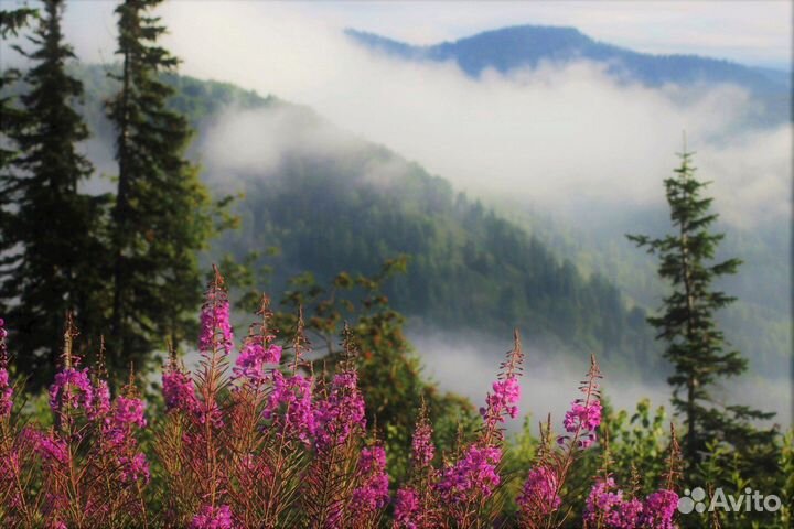 Алтайский Иван-чай