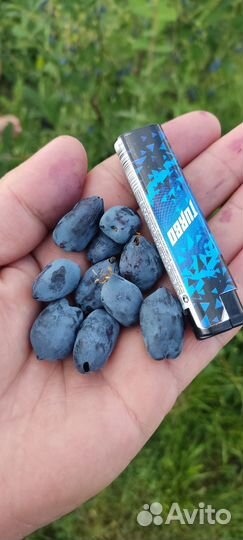 Саженцы земляники садовой